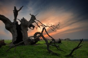 this is an image of a dead tree